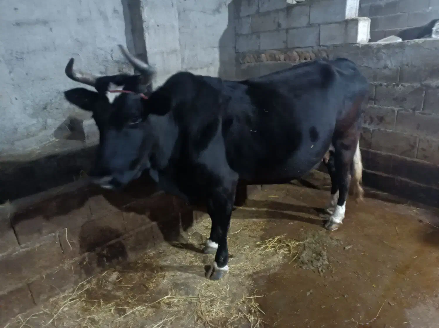 فروش گاو محلی|حیوانات مزرعه|فریم, |دیوار