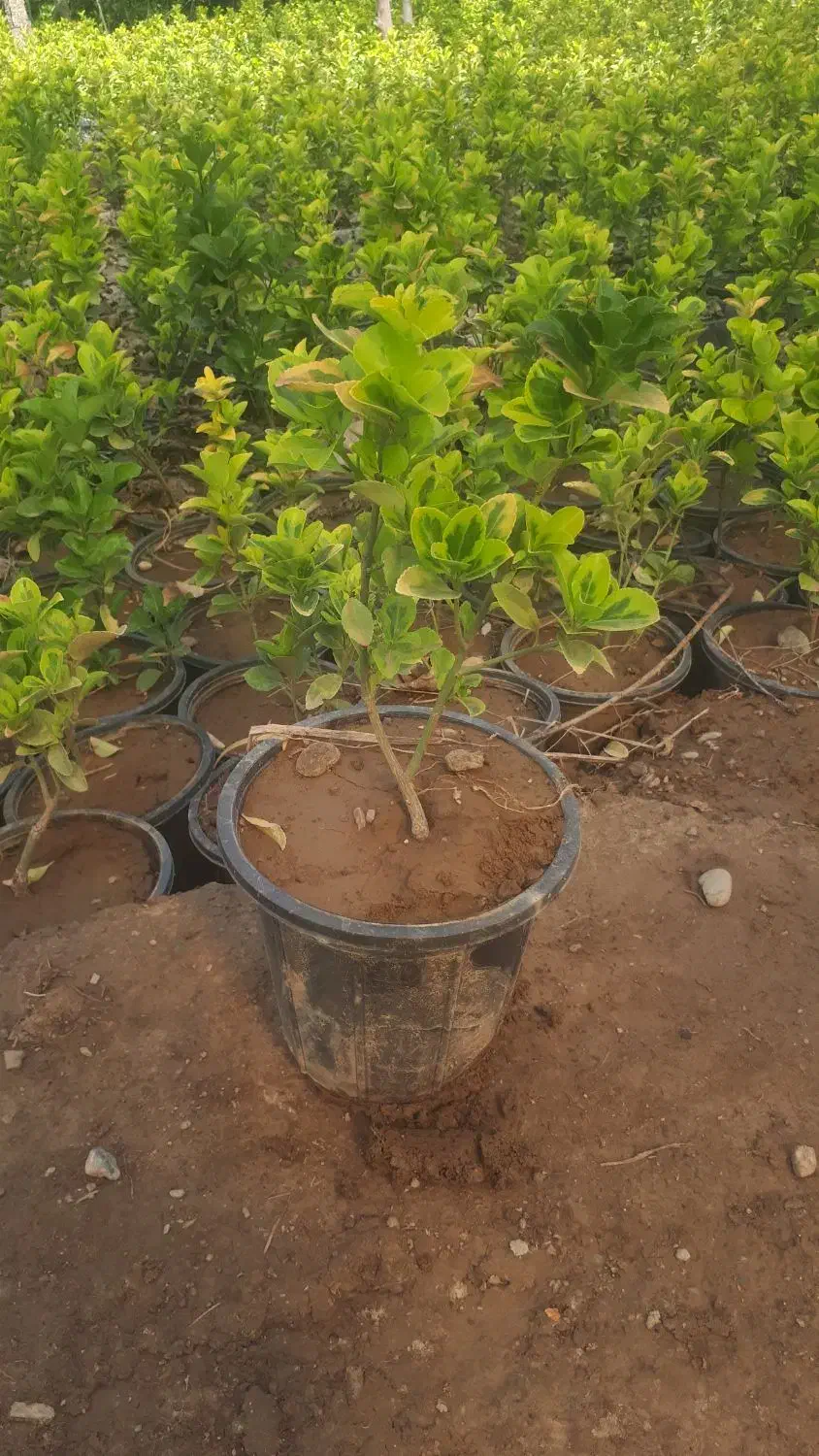 گیاه شمشاد طلائی|خدمات باغبانی و درختکاری|تهران, وردآورد|دیوار