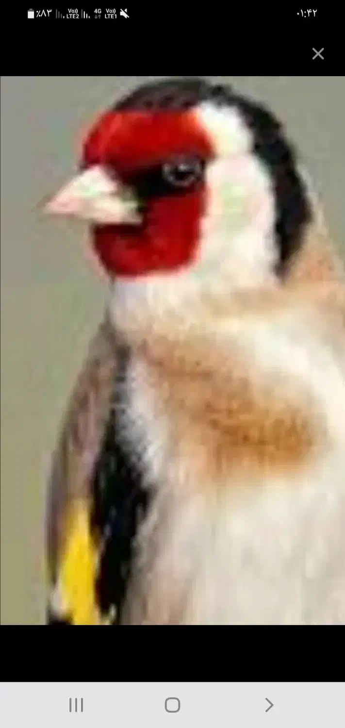 سهره|پرنده|تهران, خاوران|دیوار