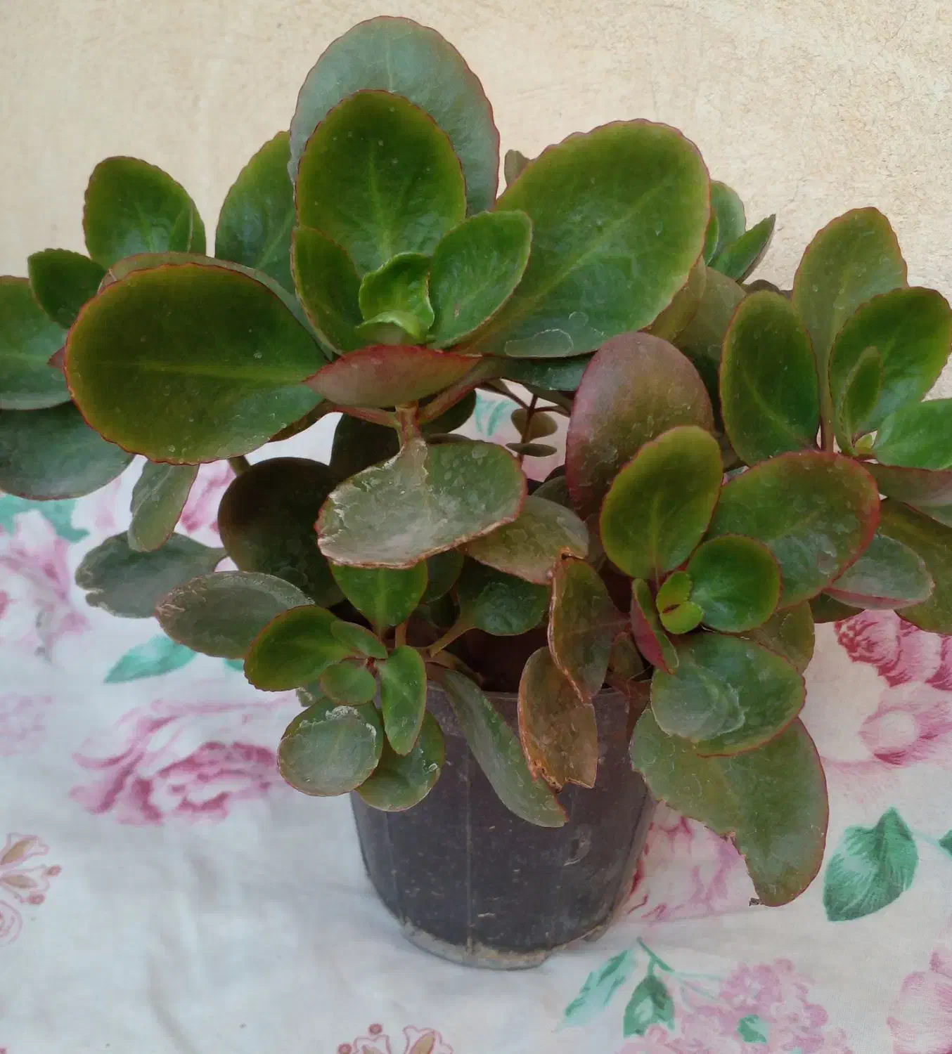 فروش تعدادی گل|گل و گیاه طبیعی|شیراز, شیخ علی چوپان|دیوار