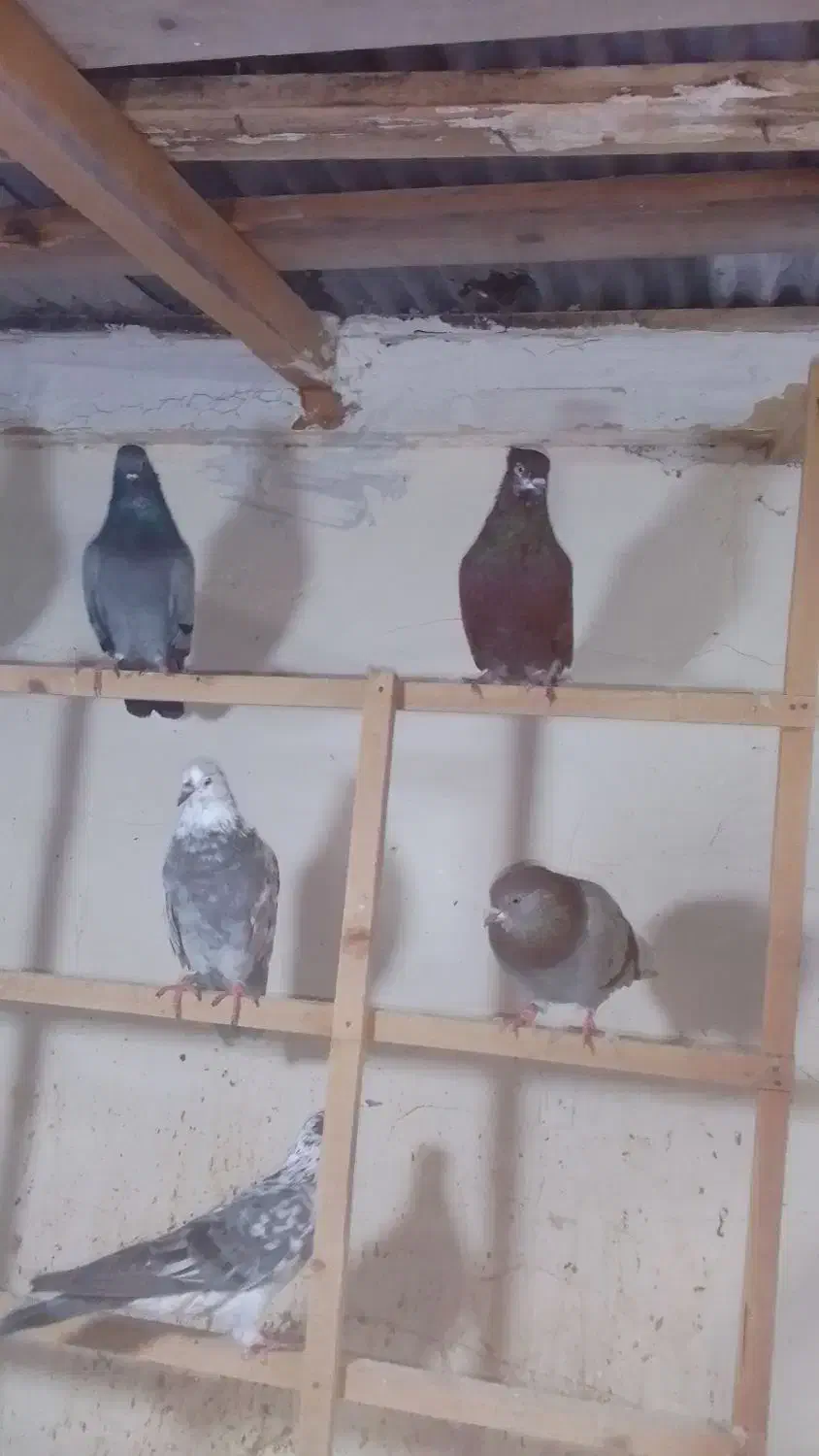 کبوتر سنگر|پرنده|سنگر, |دیوار