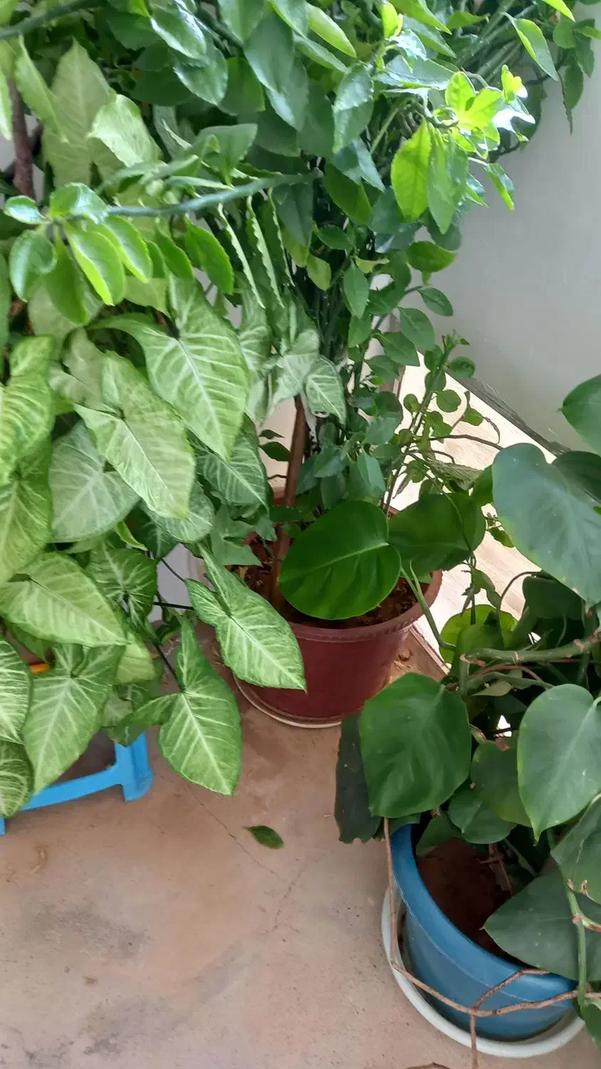 فروش انواع گل|گل و گیاه طبیعی|خانمیرزا, |دیوار