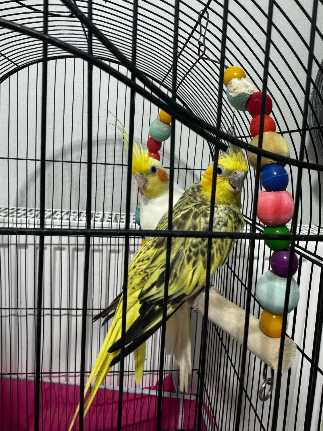 عروس هلندی|پرنده|گرگان, |دیوار