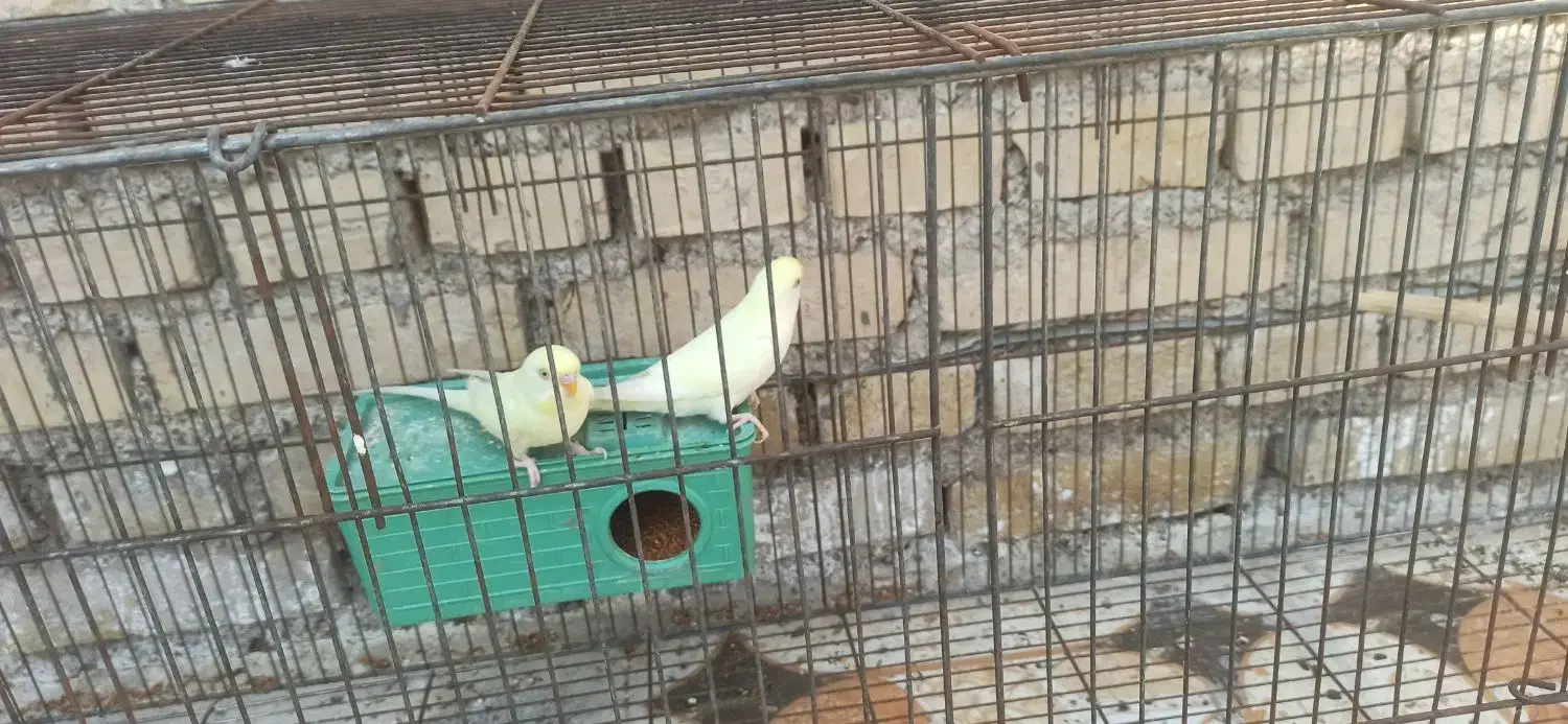 مرغ عشق هلندی لیمویی|پرنده|باوی, |دیوار