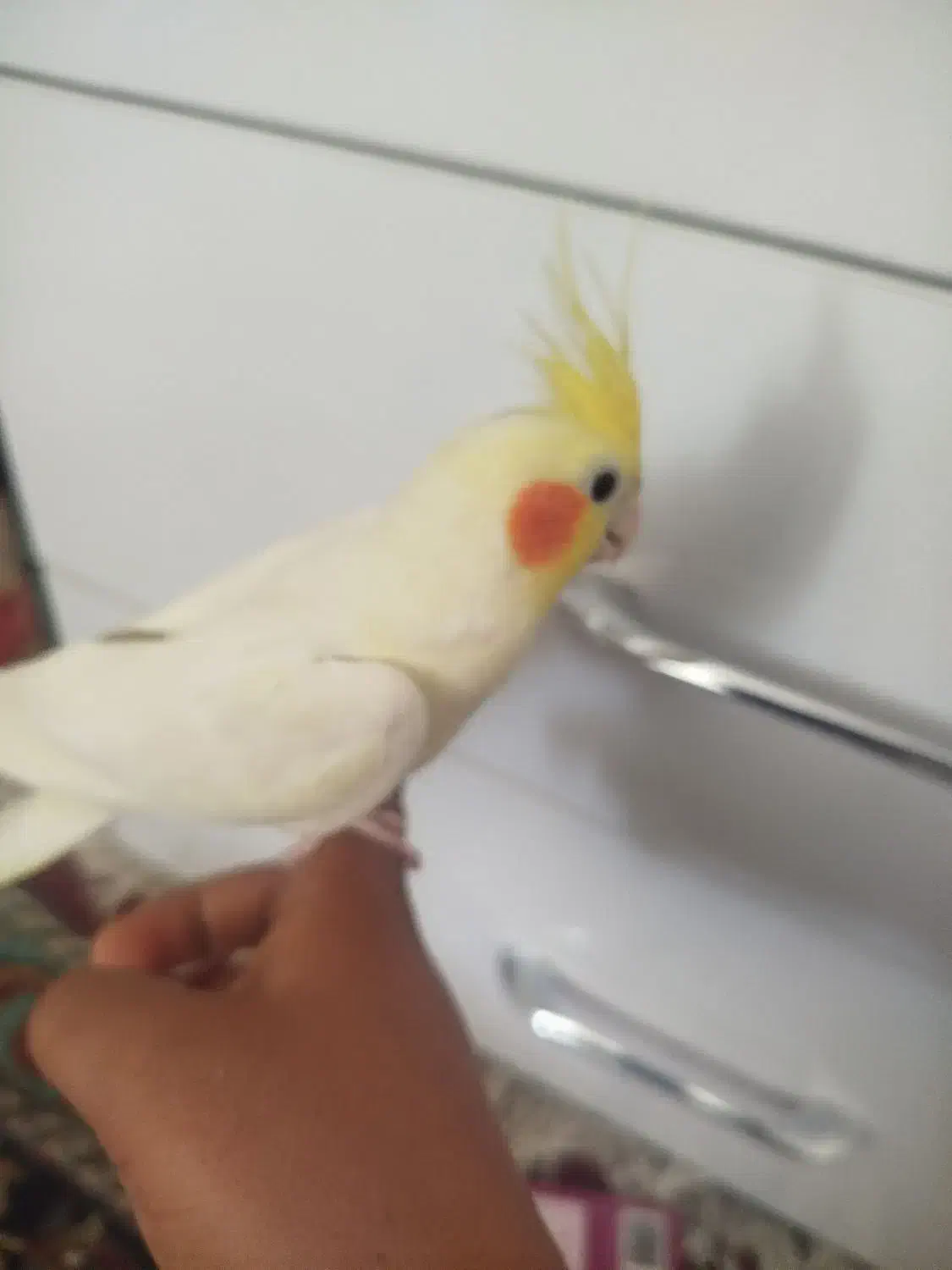 عروس هلندی|پرنده|سبزوار, فرهنگیان|دیوار