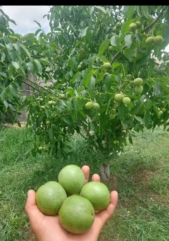 پیوند گردو|خدمات باغبانی و درختکاری|خرم‌آباد, |دیوار