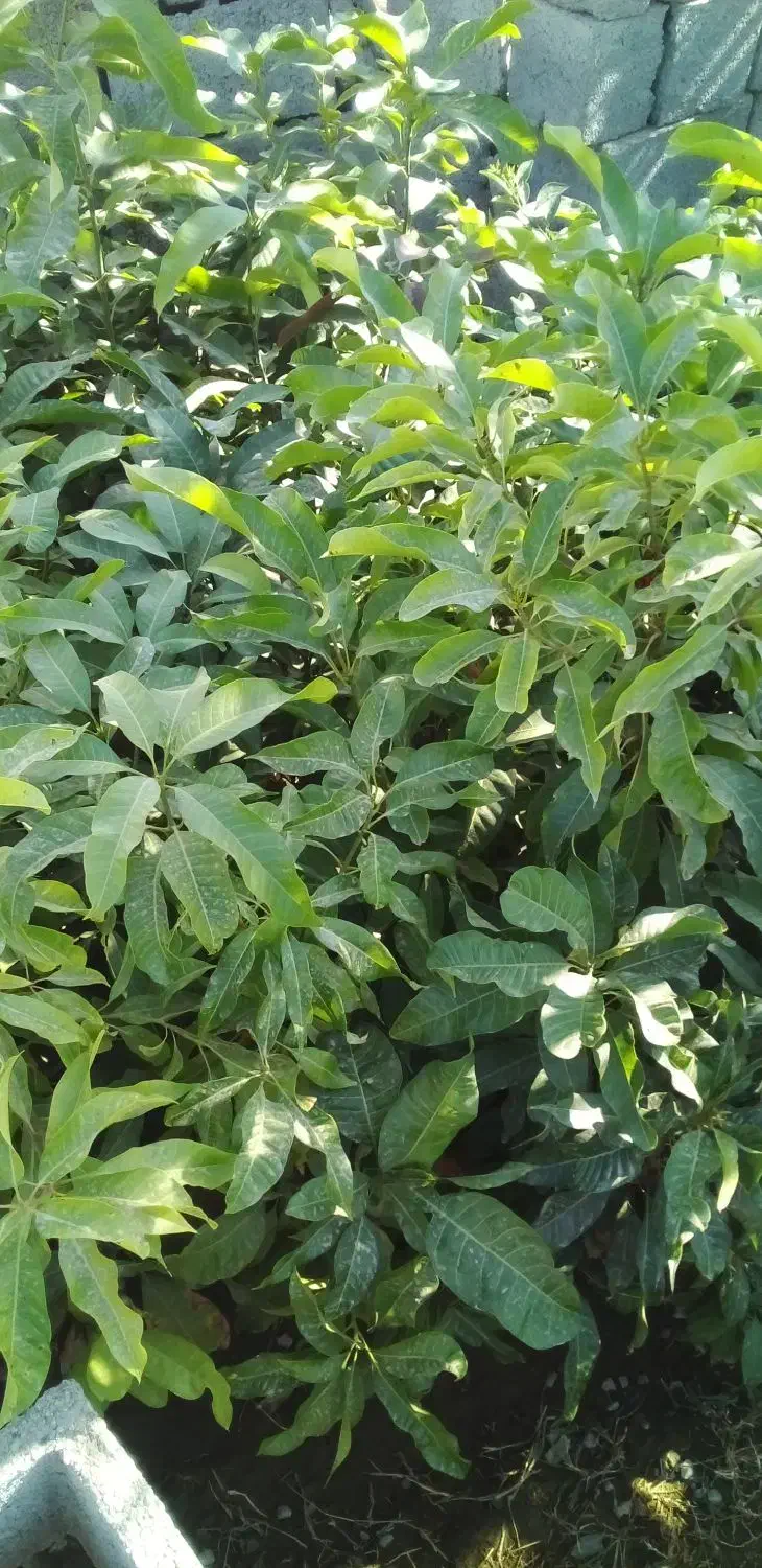 نهال انبه ۲ ساله|خدمات باغبانی و درختکاری|منوجان, |دیوار