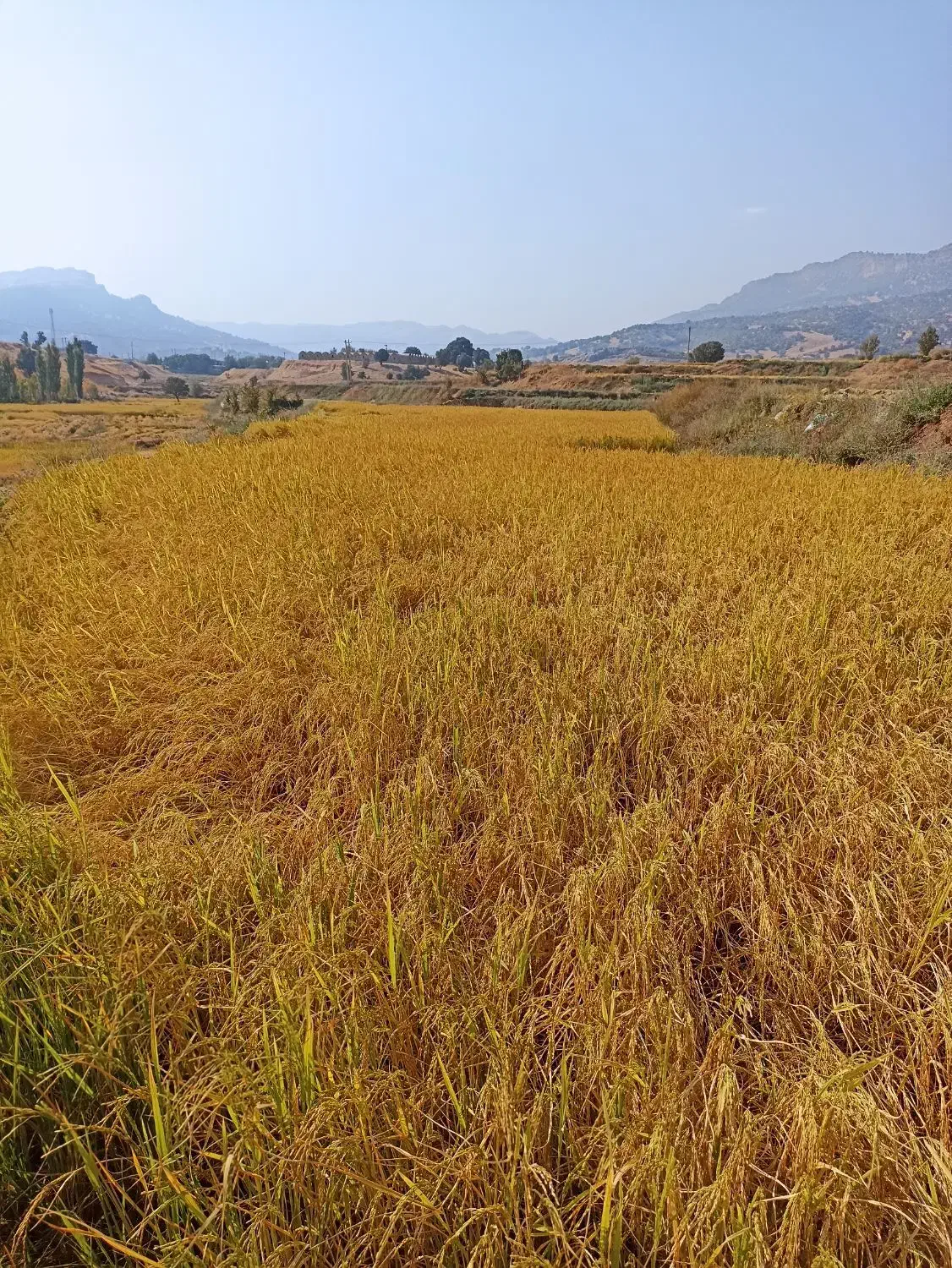 زمین برنجکاری چیتاب|فروش زمین و ملک کلنگی|چیتاب, |دیوار