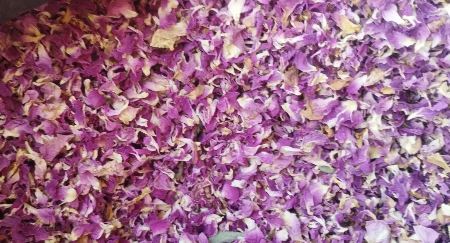 گل محمدی|خوردنی و آشامیدنی|تهران, یافت آباد شمالی|دیوار