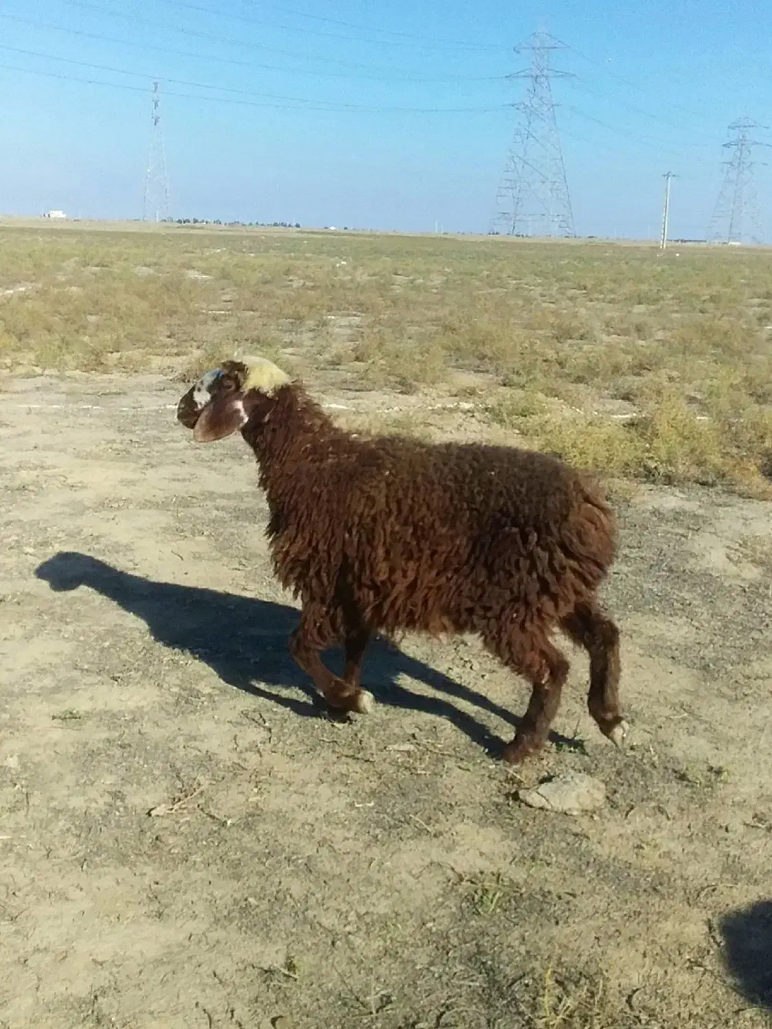 بره قرمز بختیاری ترکمنی درشت|حیوانات مزرعه|گنبد کاووس, |دیوار