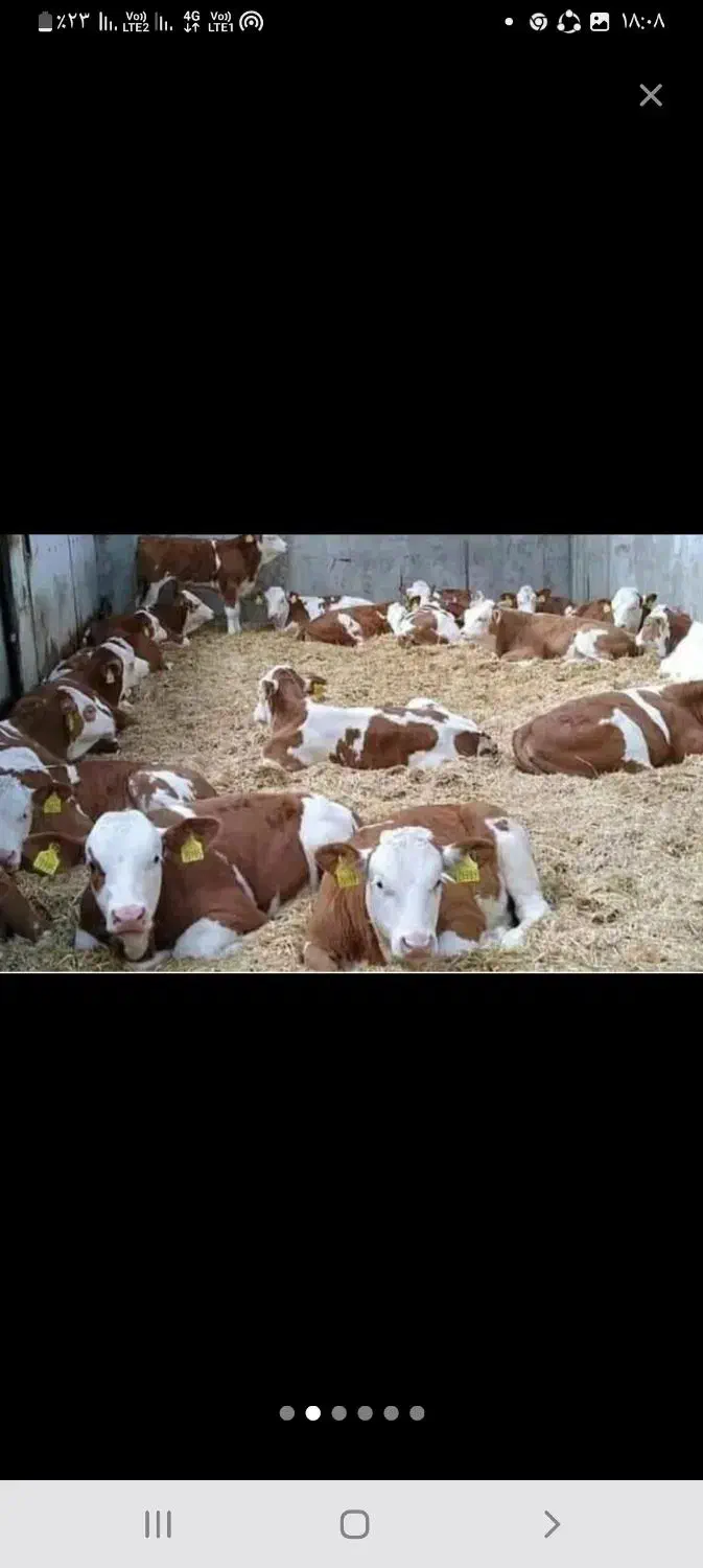 فروش بهترین گوساله نر|حیوانات مزرعه|تهران, انبار نفت|دیوار