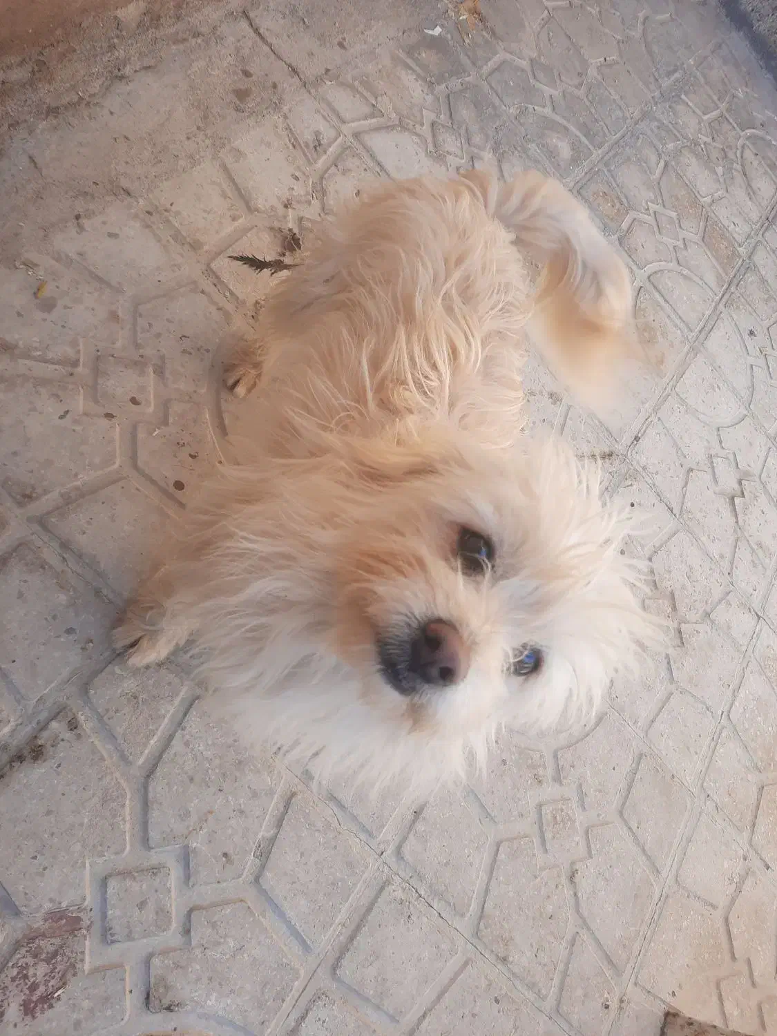 یک جفت سگ شیتزو|سگ|فیروزآباد (فارس), |دیوار