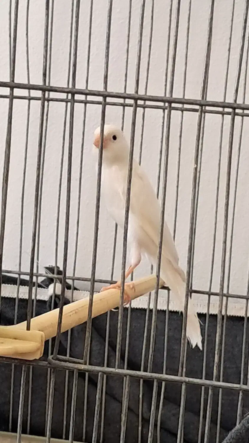 قناری نره|پرنده|کرمانشاه, |دیوار