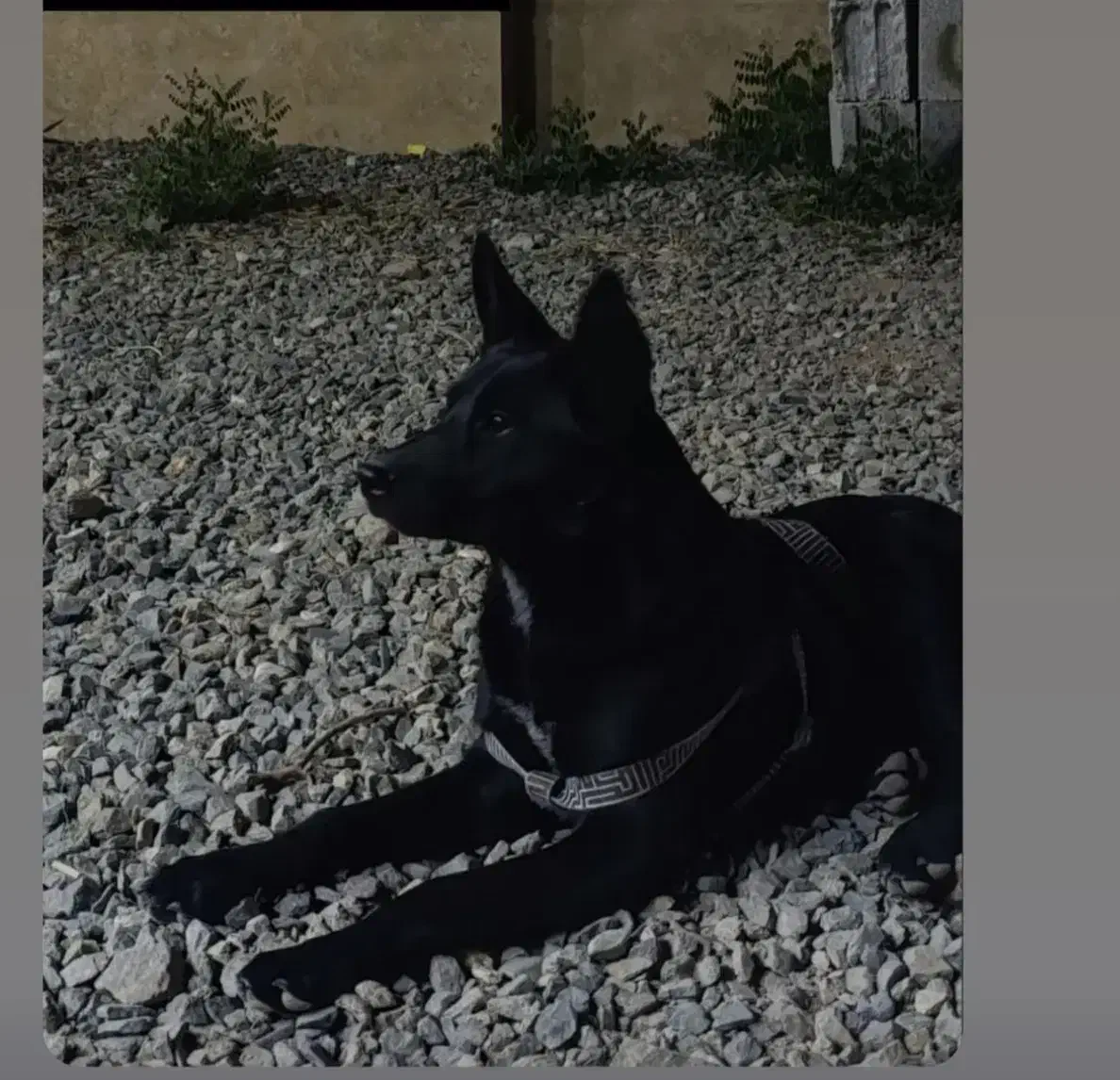 سلام سگ من گم شده هرکی پیدا کنه مژده گونی میده|سگ|ارومیه, |دیوار