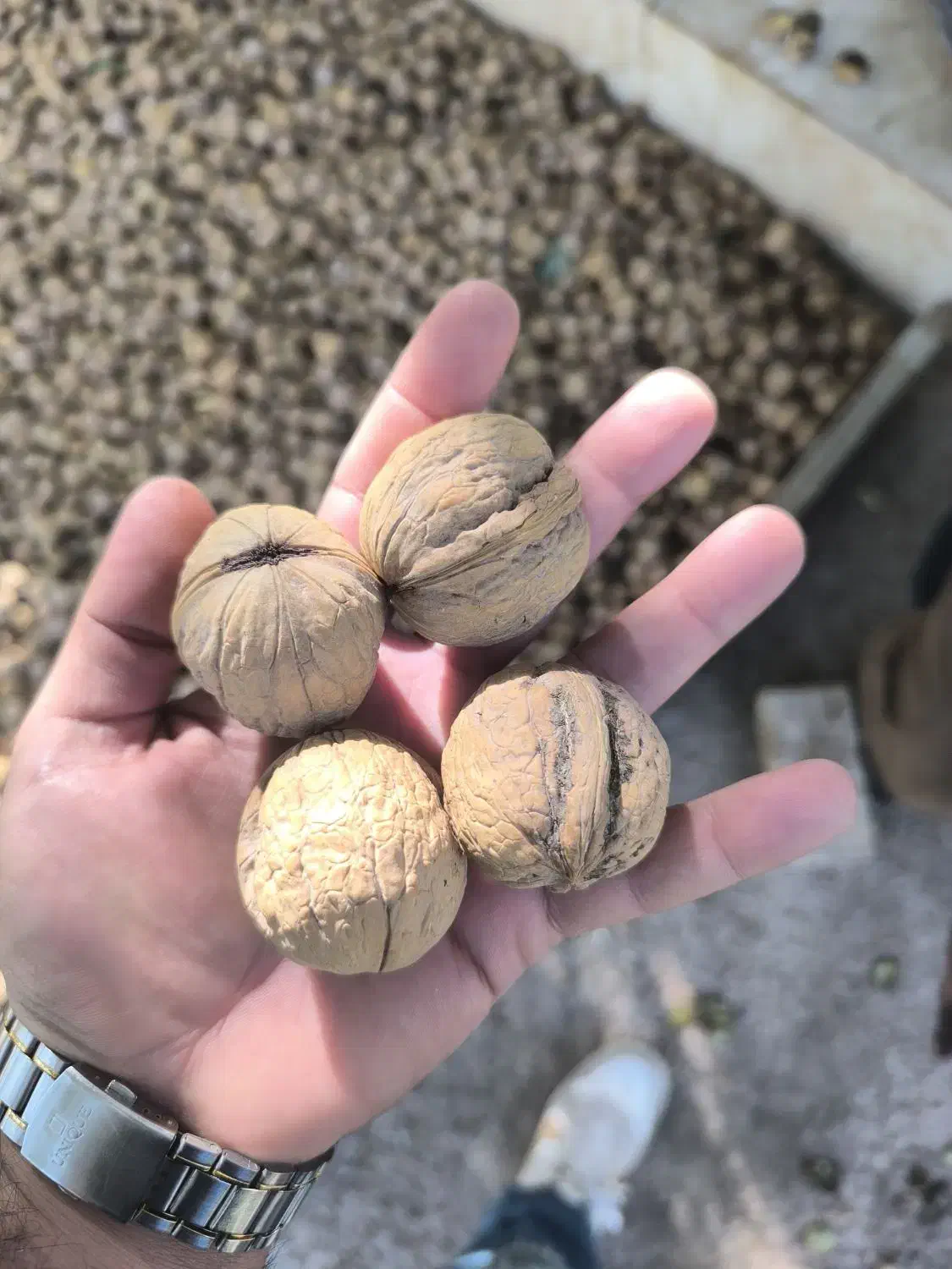 گردو درجه یک|خوردنی و آشامیدنی|اهواز, گلستان|دیوار
