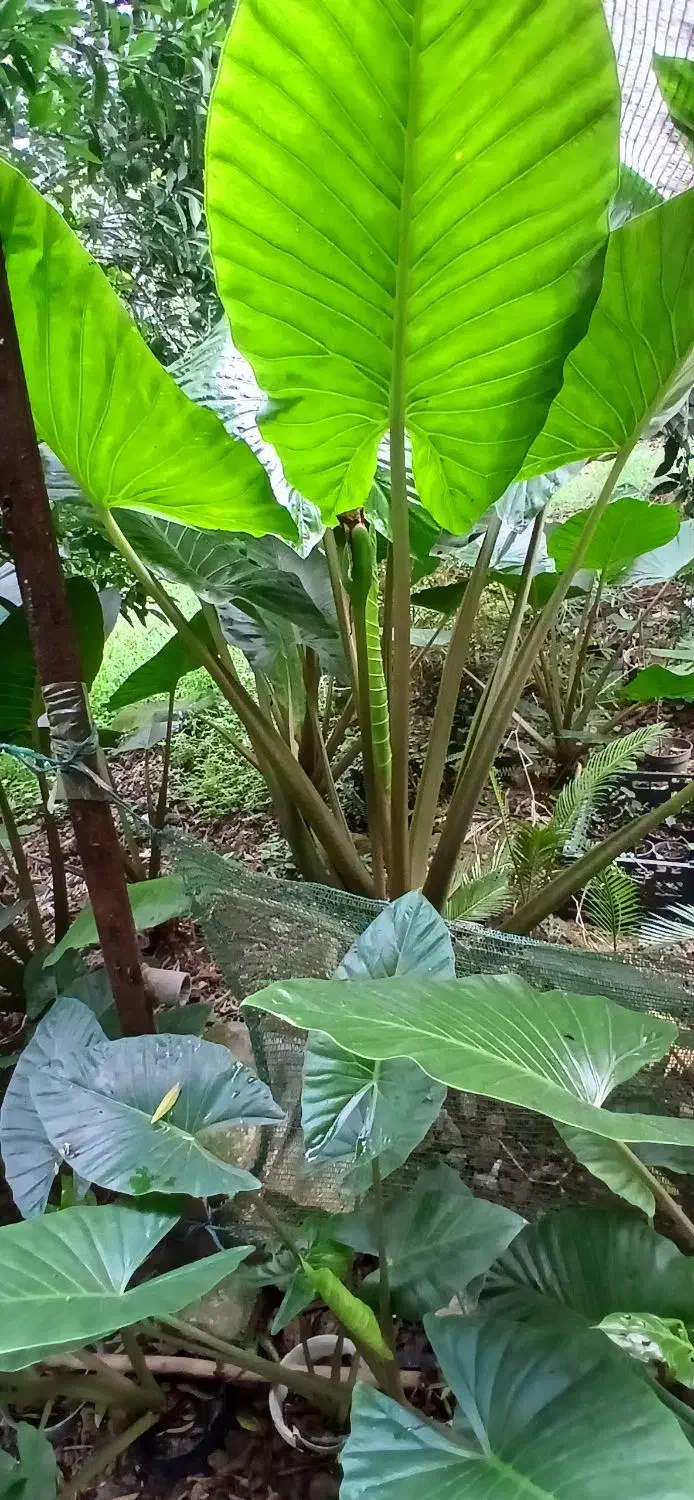 فروش گل سیکاس و بالا آدم با قیمت مناسب|گل و گیاه طبیعی|گتاب, |دیوار