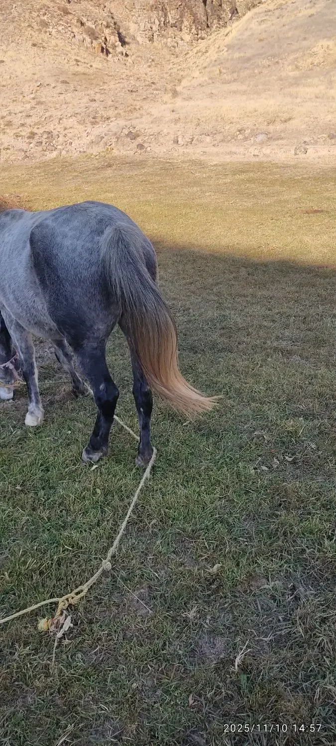 اسب مادیان نژاددار|اسب و تجهیزات اسب‌سواری|سراب, |دیوار