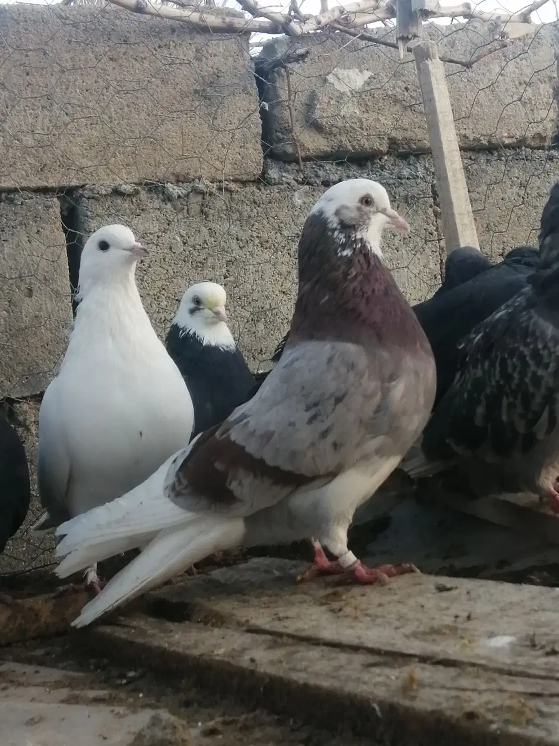 کبوترقروشی|حیوانات|مهاباد (آذربایجان غربی), |دیوار