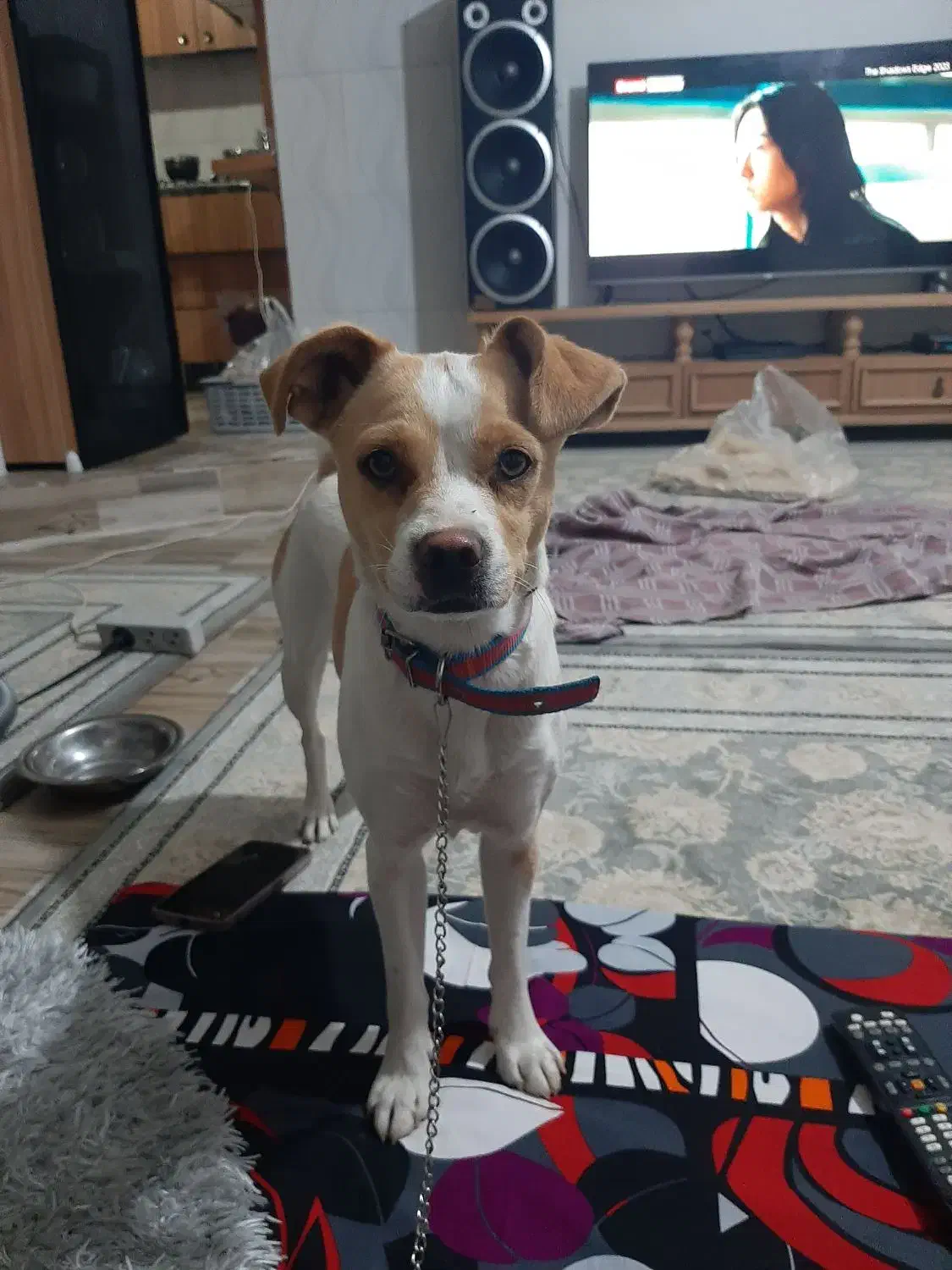 خیلی مهربونه|حیوانات|چهاردانگه (تهران), |دیوار