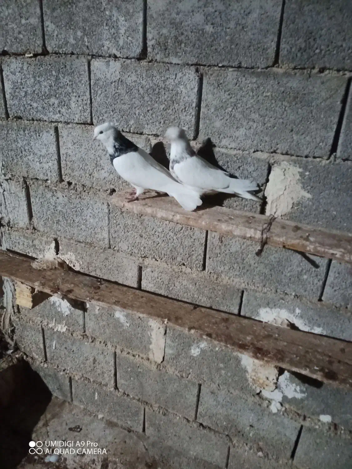 جفت طوقی فروشی.|پرنده|خورموج, |دیوار