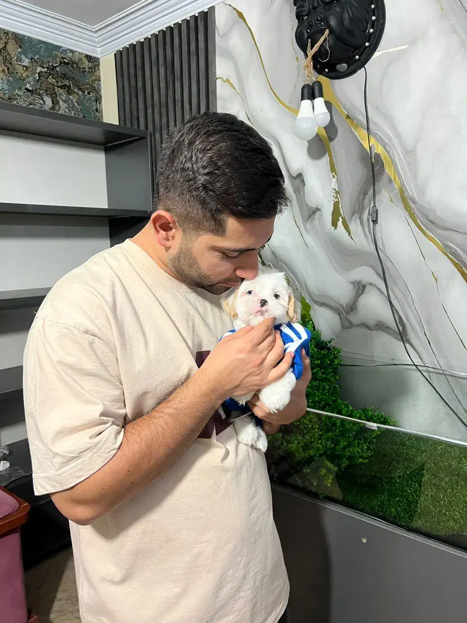 شیتزو مالتیز چشم ابی و چشم مشکی|سگ|کرج, شهرک بنفشه|دیوار