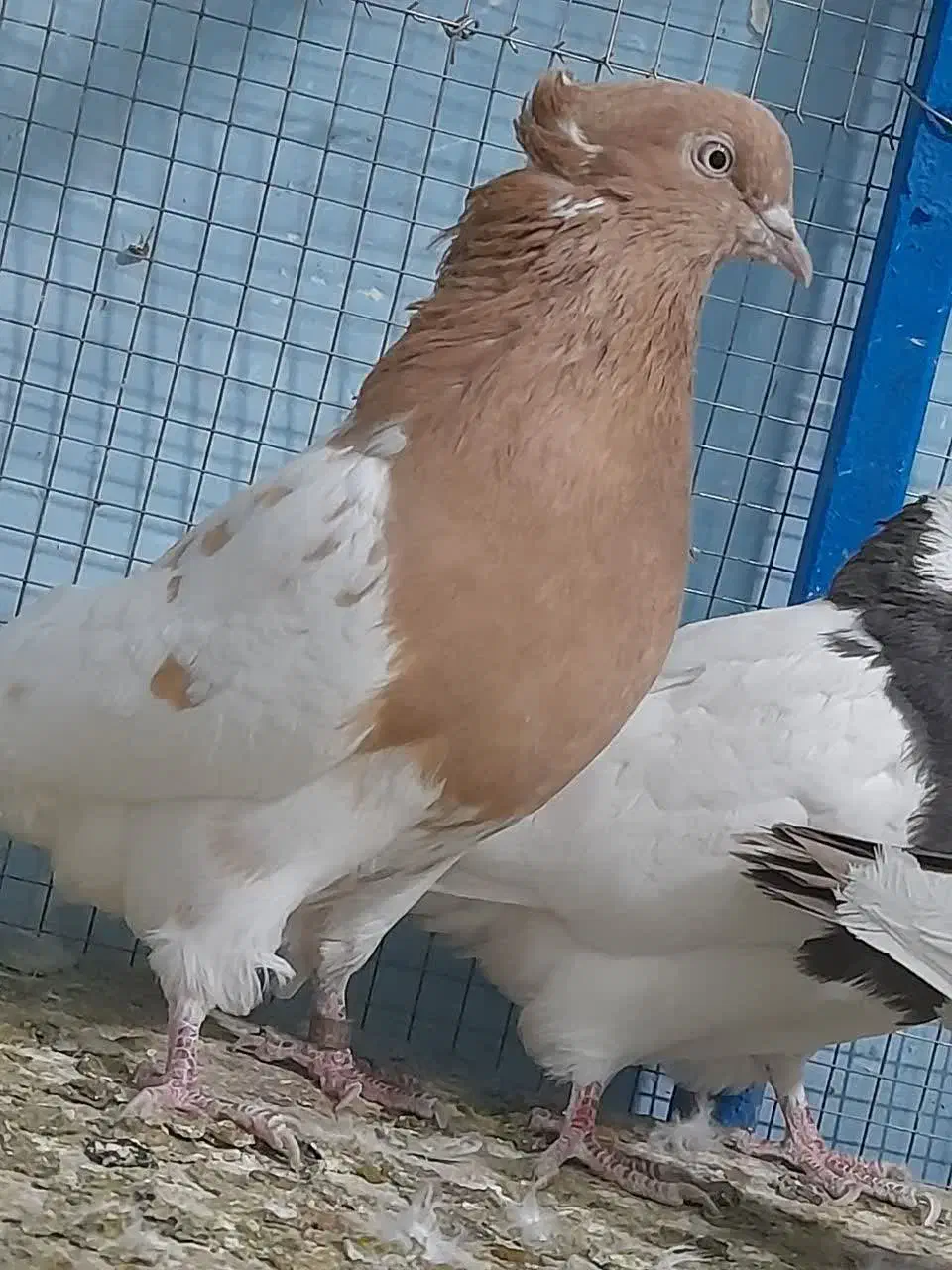 کله ای|پرنده|مبارکه, |دیوار