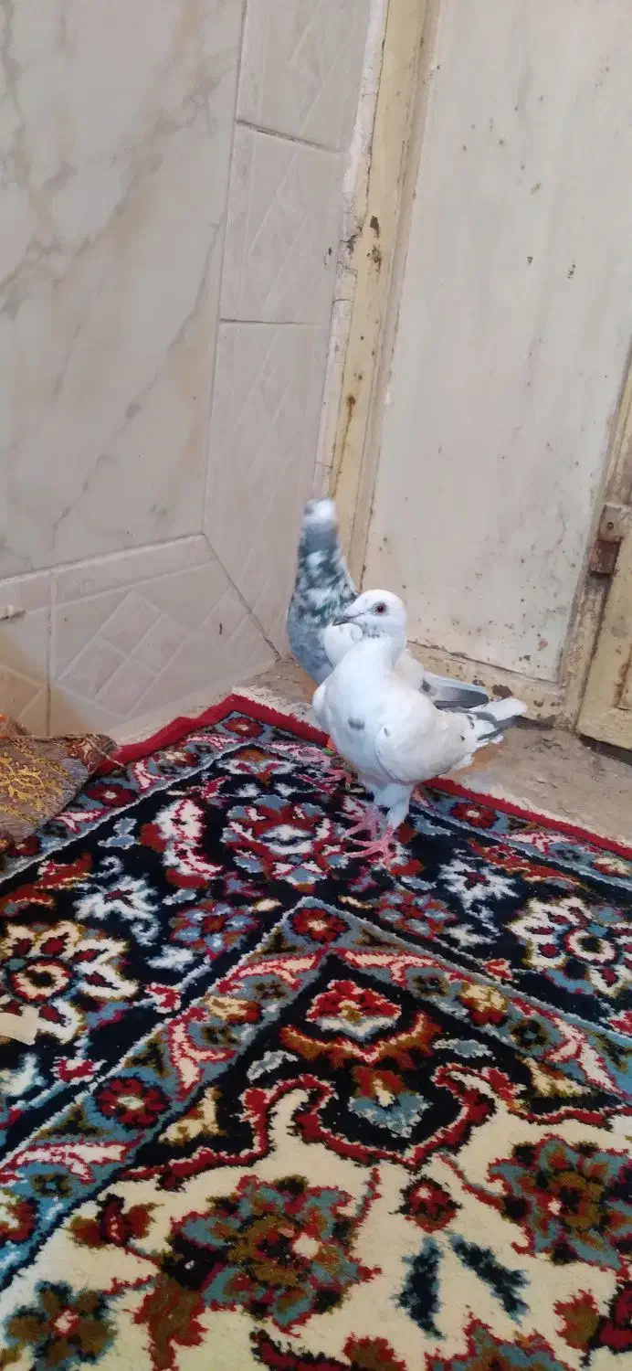 اسباب بازی کبوتر ۲ تا|اسباببازی بچه|زابل, |دیوار