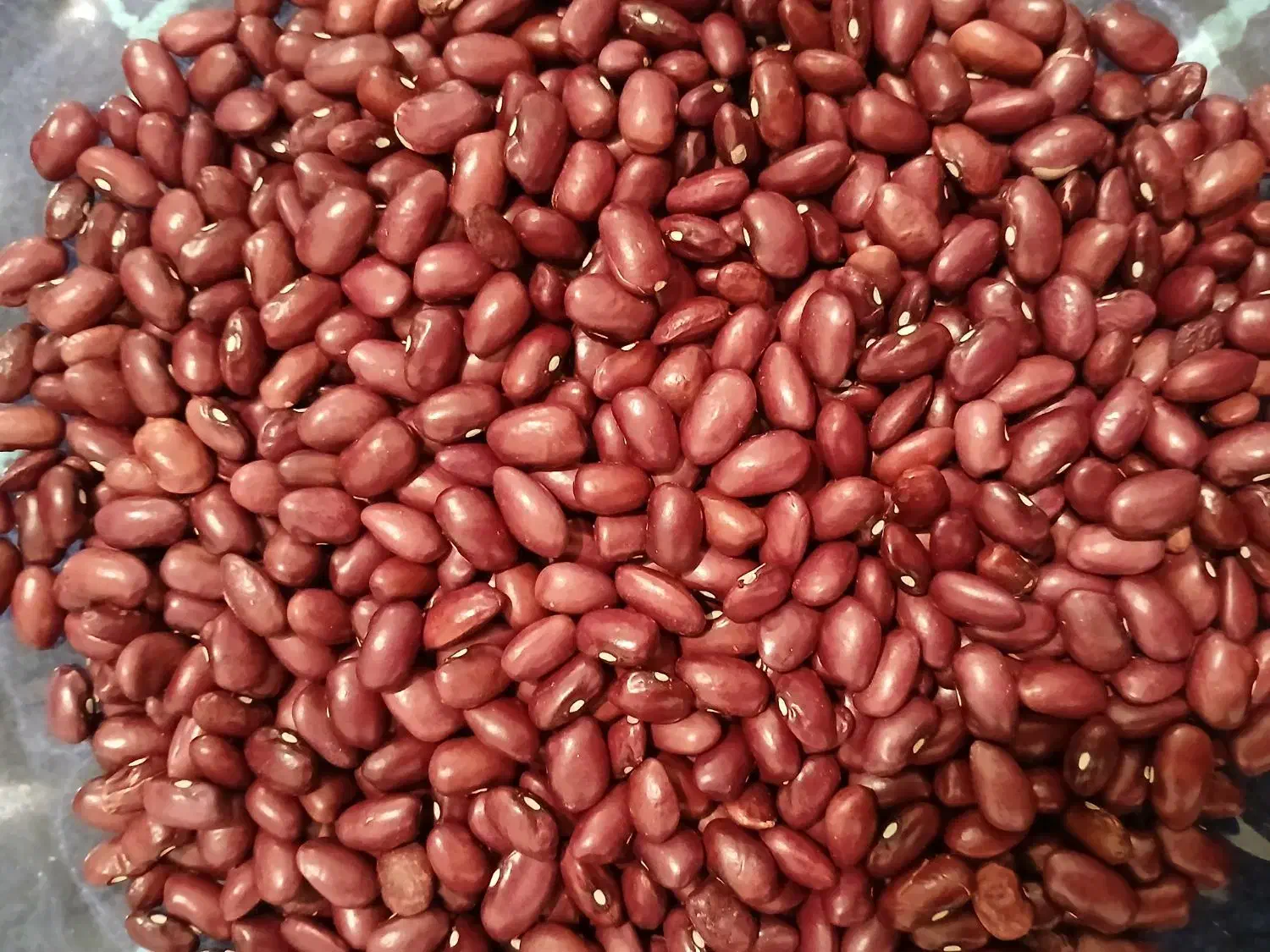 لوبیا قرمز|خوردنی و آشامیدنی|موچش, |دیوار