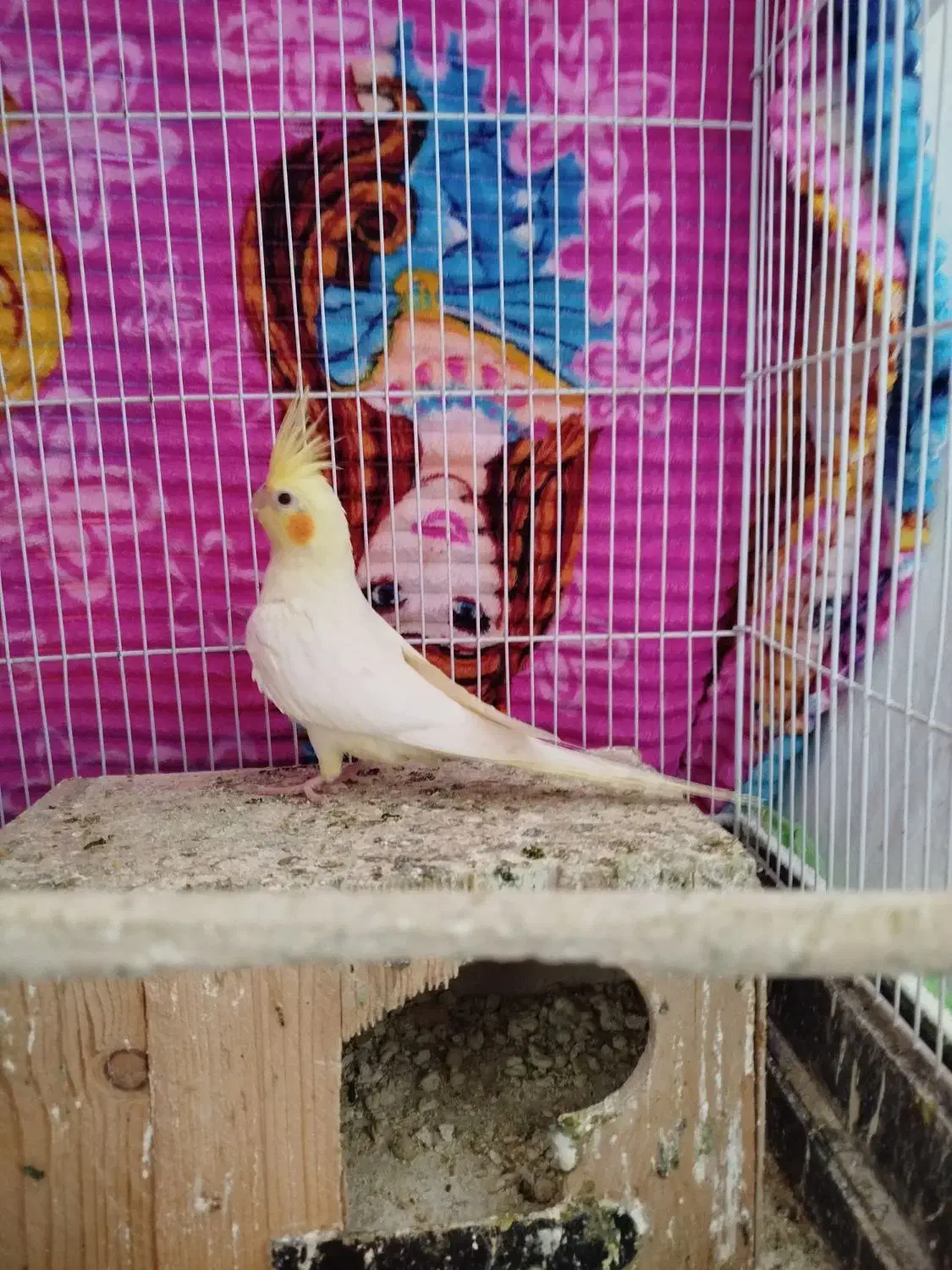 عروس هلندی|پرنده|لاهیجان, کوه بیجار|دیوار