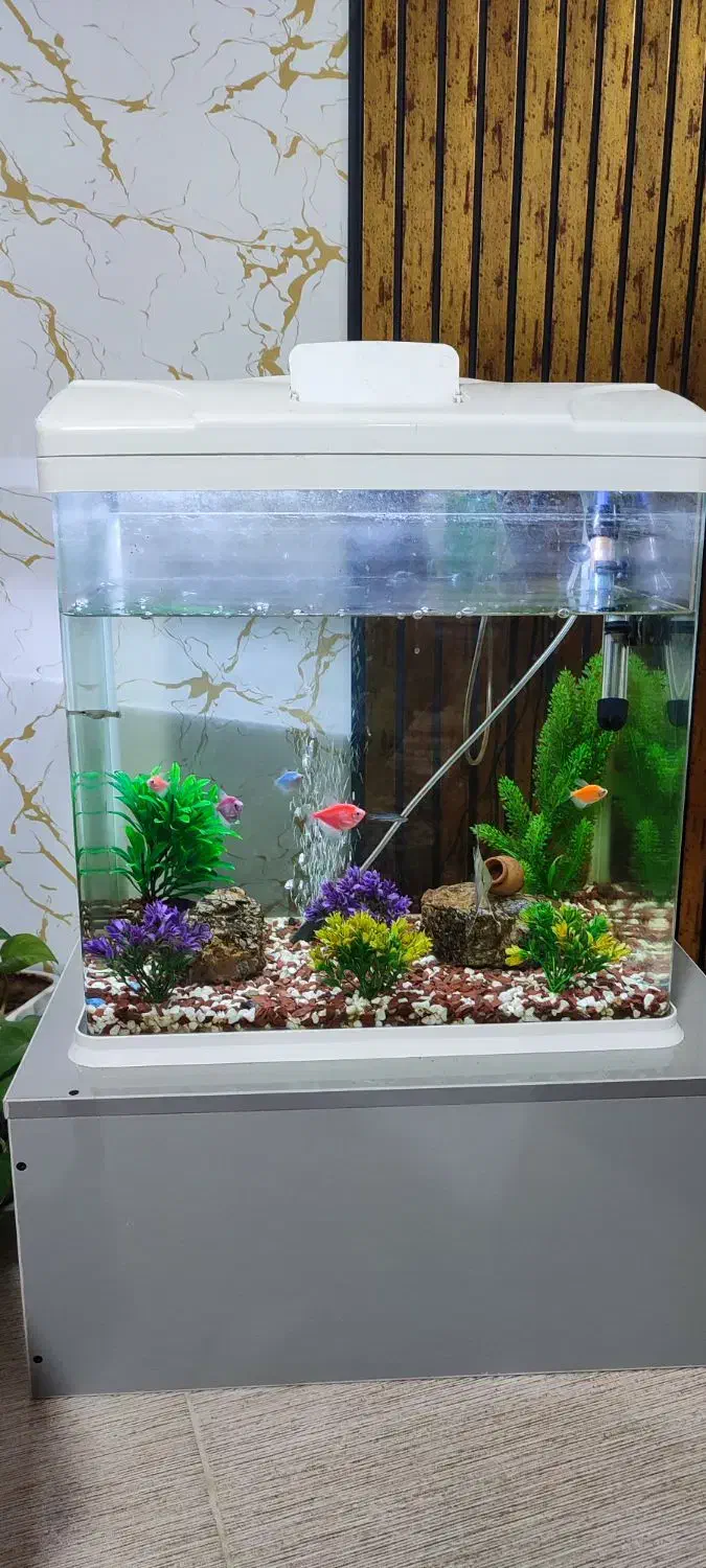 آکواریوم شیشه خم با تمام وسایل|ماهی|سرپل ذهاب, |دیوار