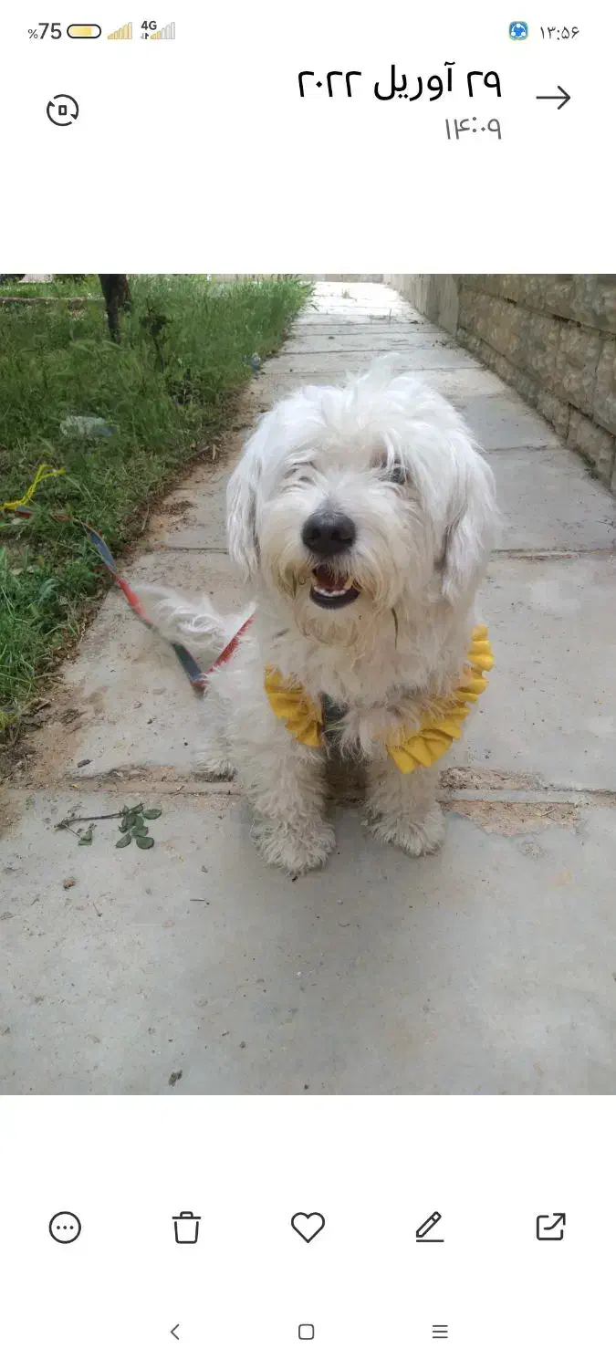 واگذاری پت خونگی|سگ|شاهرود, |دیوار