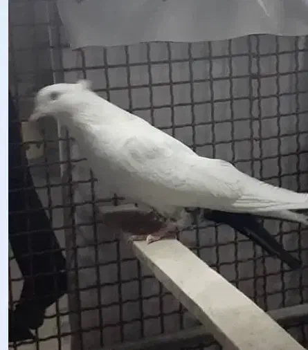 دمب سیاه|پرنده|مسجد سلیمان, |دیوار