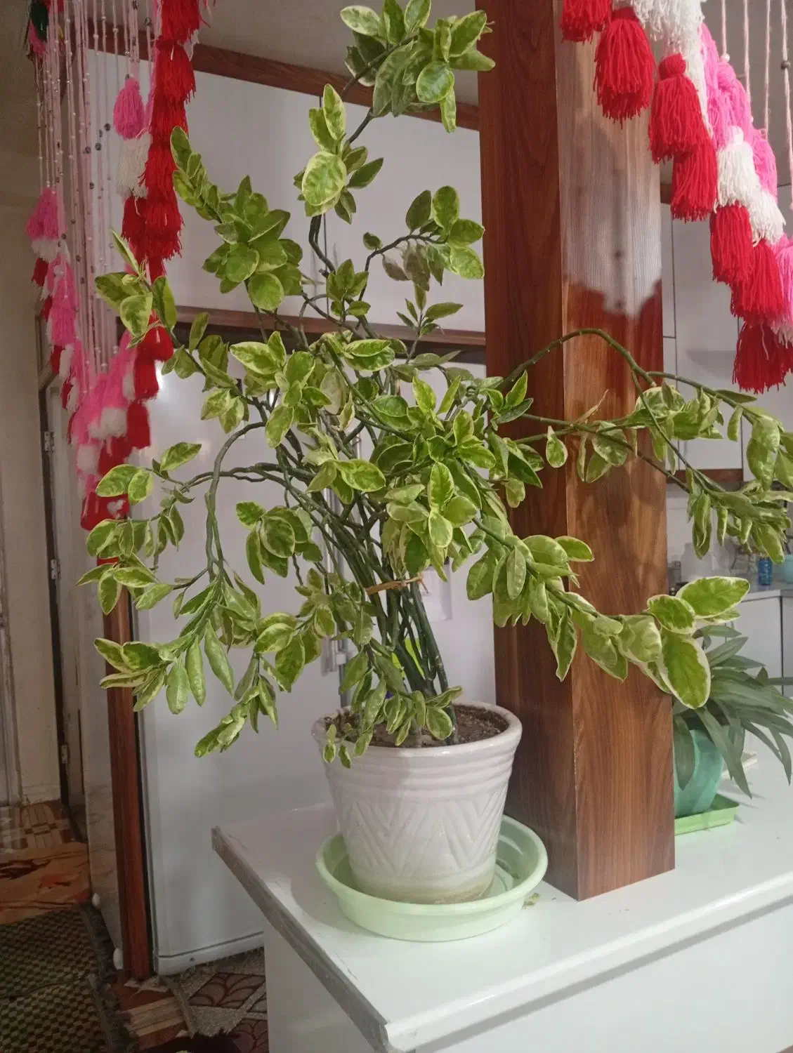 گل طبیی در یزدانشهر|گل و گیاه طبیعی|نجف‌آباد, یزدانشهر|دیوار