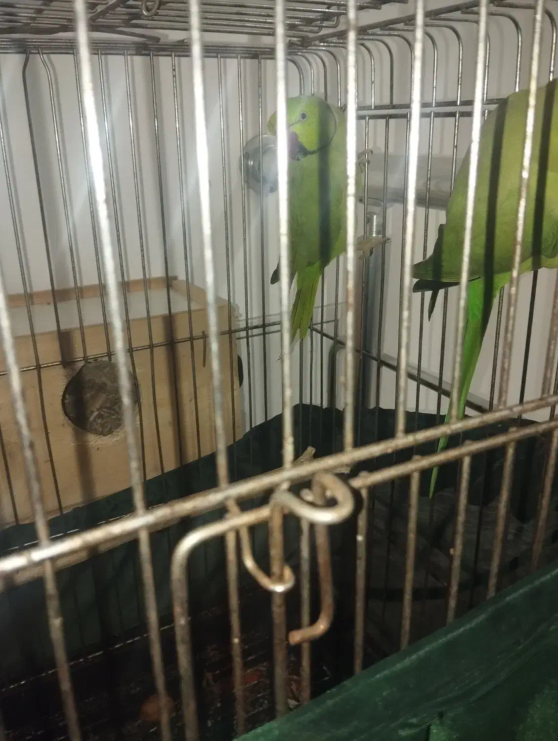 دو جفت ملنگو|پرنده|بندر انزلی, چهارفریضه|دیوار