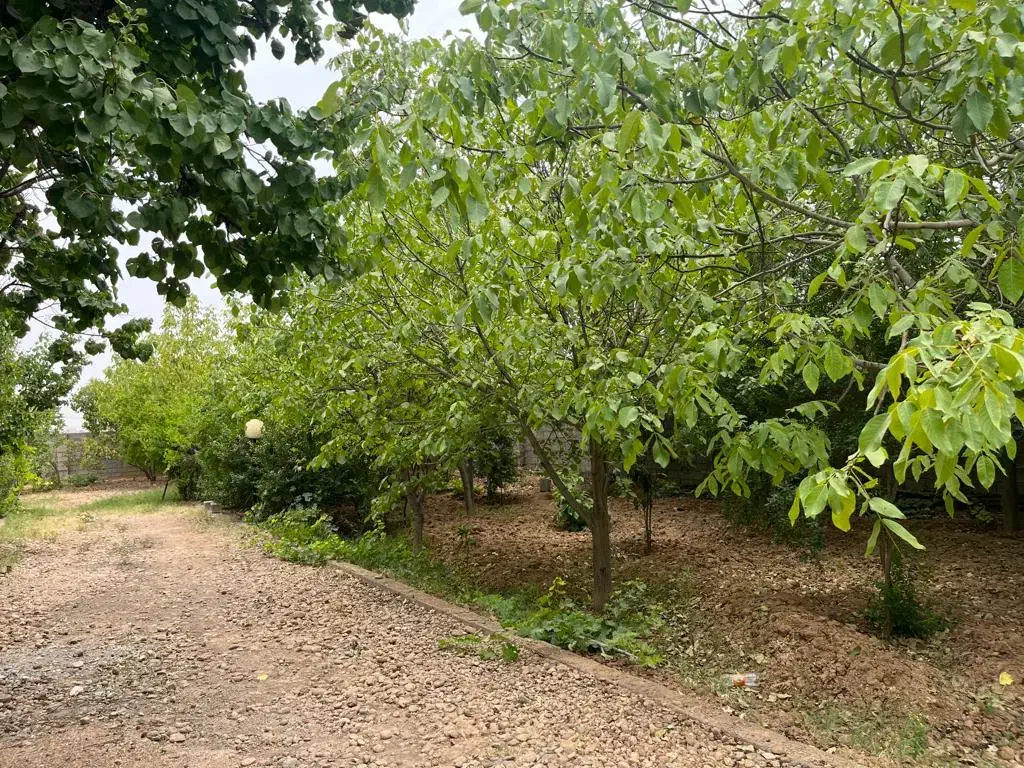 باغچه ۵۶۰ متری جاده صدرا|فروش زمین و ملک کلنگی|شیراز, علوم پزشکی|دیوار