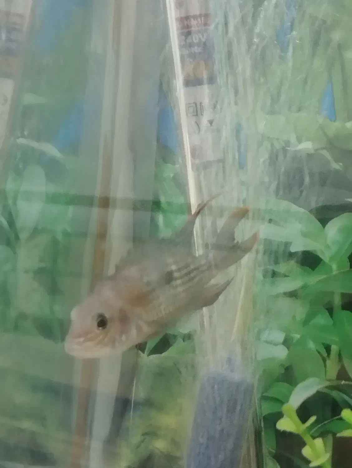 ماهی گرین تیلور|ماهی|مشهد, عامل|دیوار