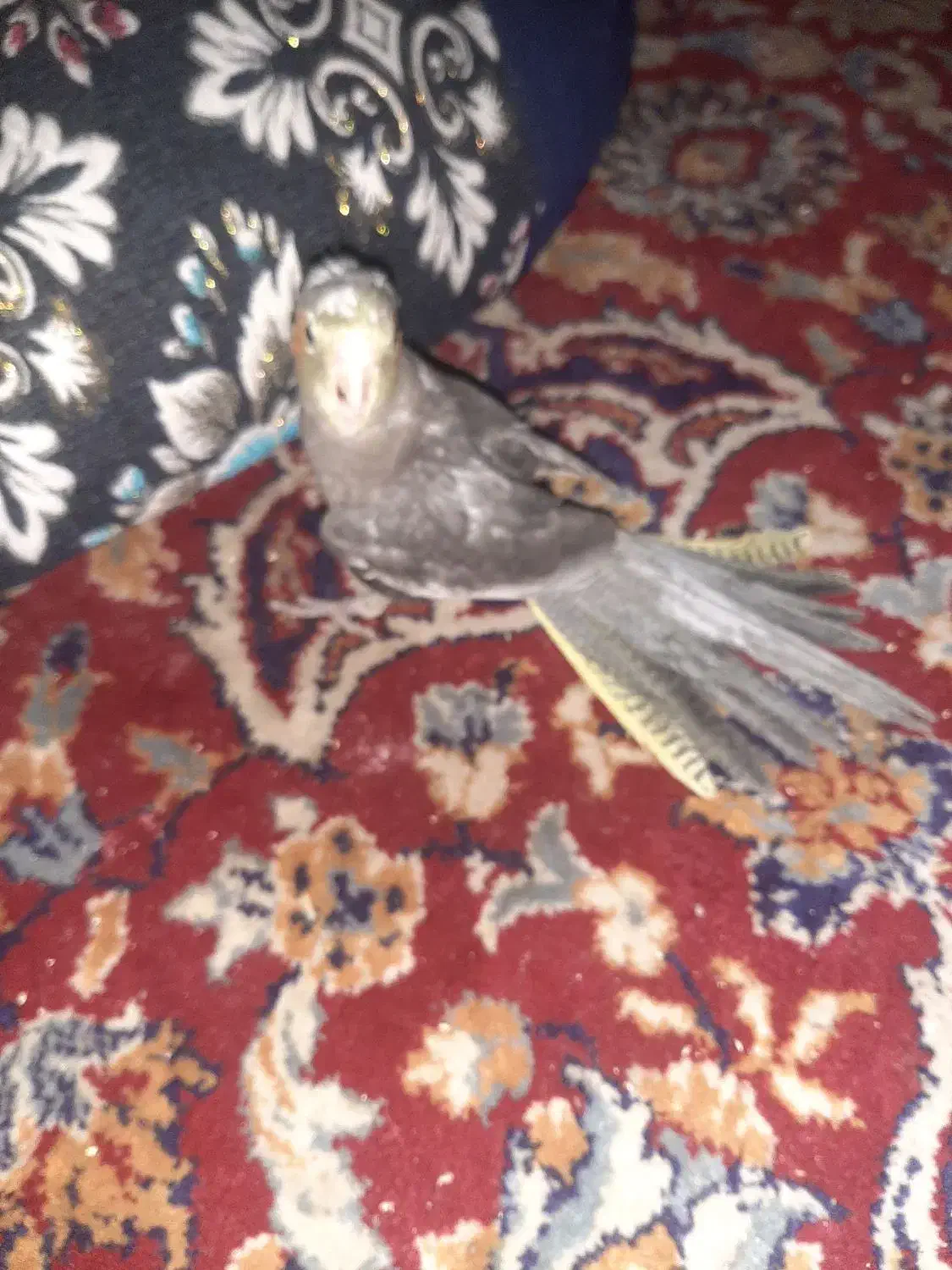 عروس هلندی نر مست مست|پرنده|شوشتر, |دیوار