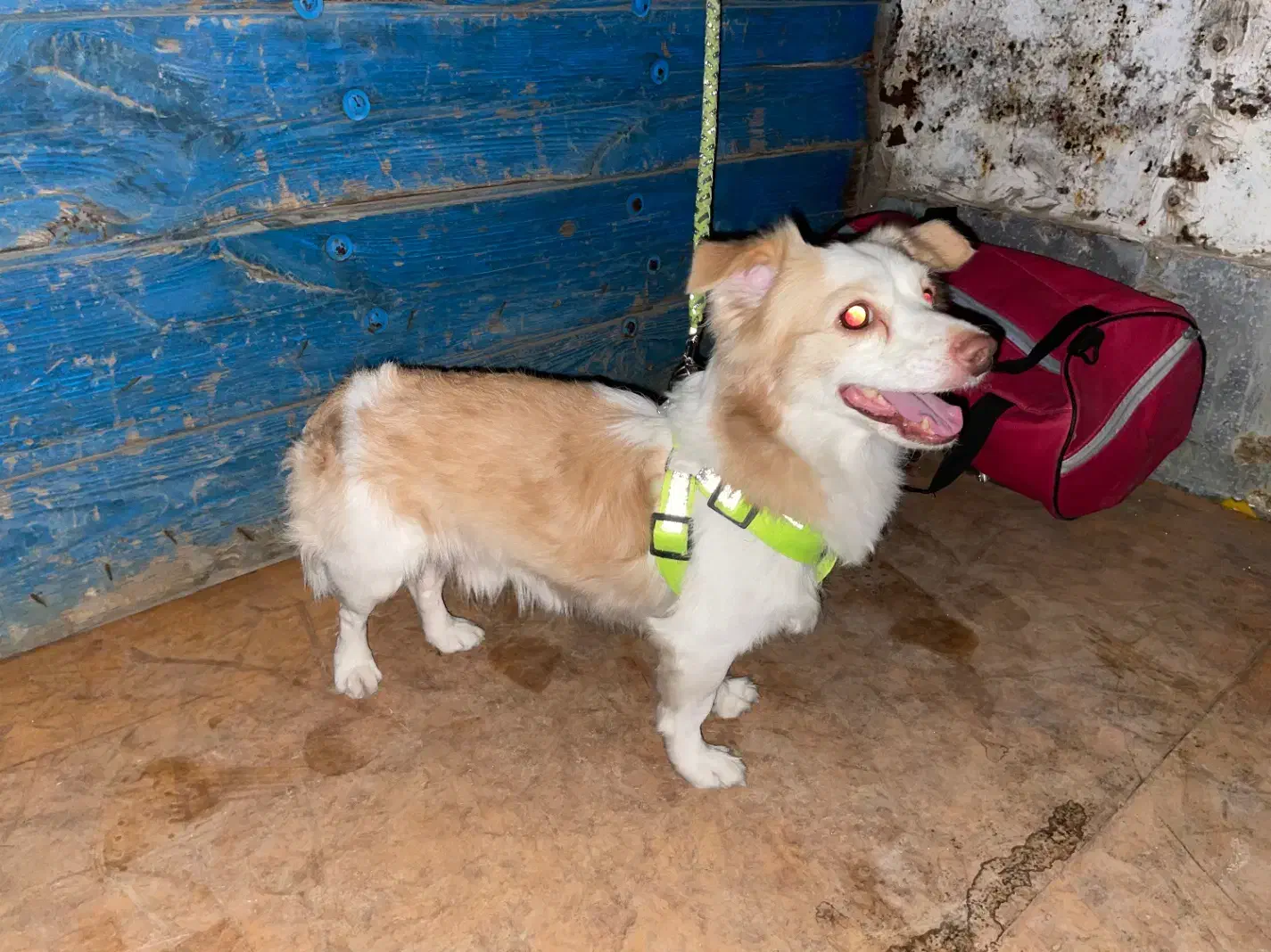 سگ گمشده حدود یکماه پیش،محدوده شیراز|سگ|شیراز, حومه شیراز|دیوار