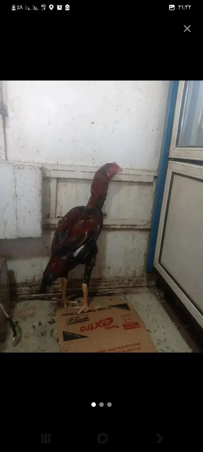 مرغ و خروس و جوجه لاری|حیوانات مزرعه|خمینی‌شهر, |دیوار