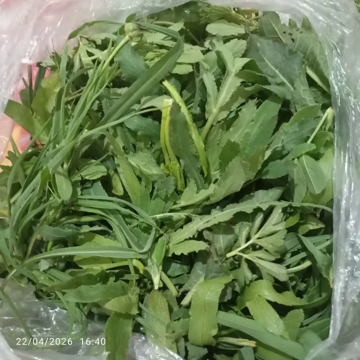 سبزی|خوردنی و آشامیدنی|سلماس, |دیوار