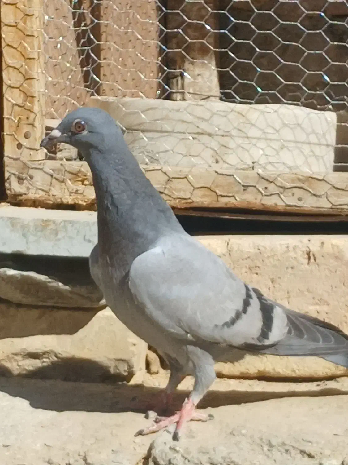 مرغ خروس  کفتر|پرنده|سراوان, |دیوار