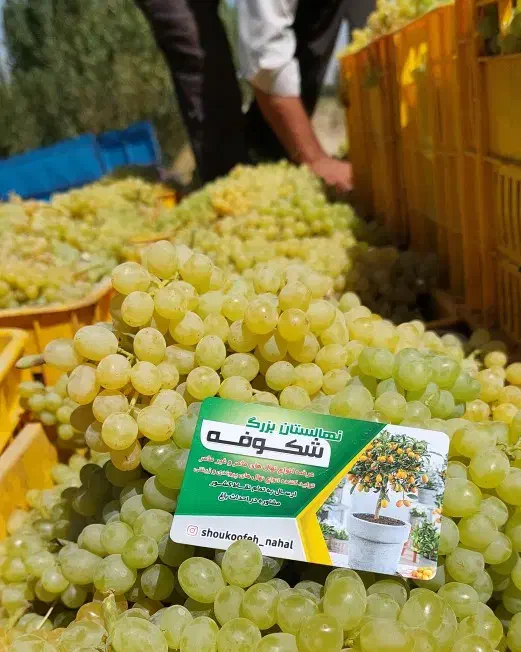 نهال پیوندی میاندوآب|خدمات باغبانی و درختکاری|بکتاش, |دیوار