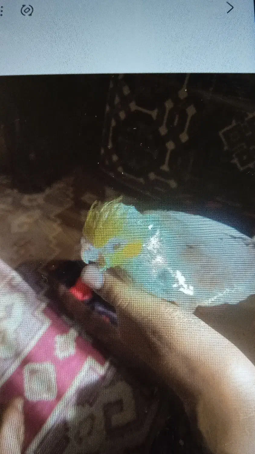 گمشده|حیوانات|بیرجند, |دیوار