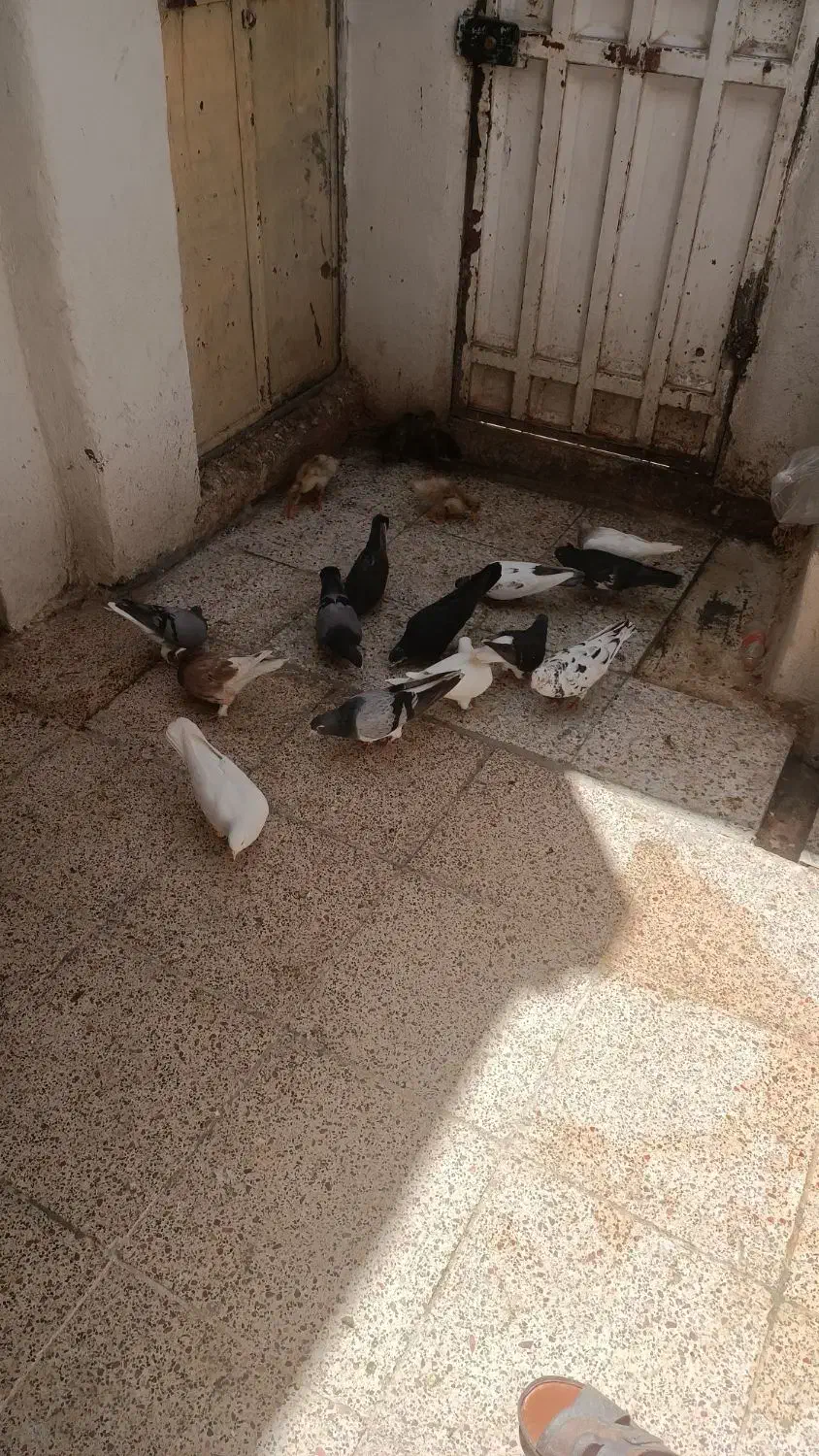 کفتر نر و ماده قاطی|پرنده|شیراز, دشت چنار|دیوار