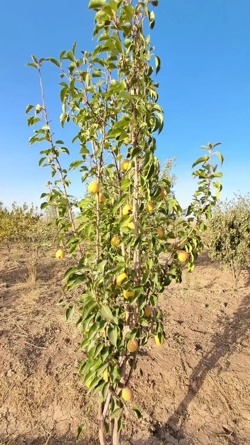 مامونیه،با ۱۰۰ میلیون باغچه بخر|فروش زمین و ملک کلنگی|زرندیه, |دیوار