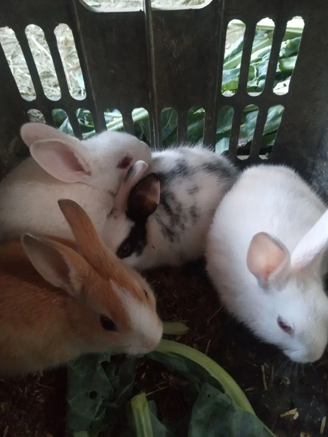 بچه خرگوش|موش و خرگوش|یزد, |دیوار