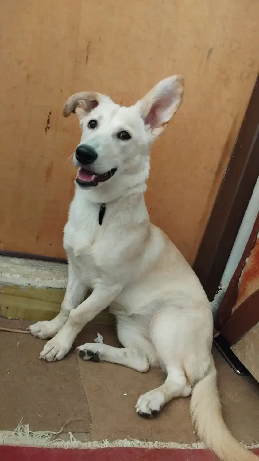 واگذاری سگ|سگ|بیرجند, |دیوار