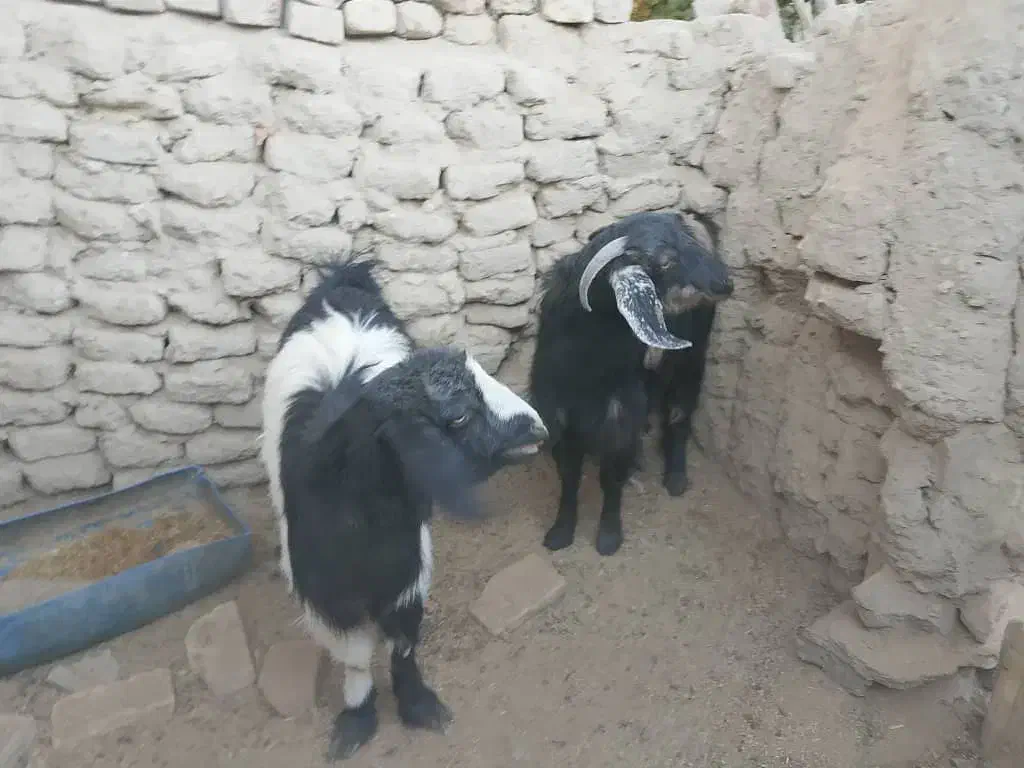 گتاچ خوب|حیوانات مزرعه|سراوان, |دیوار