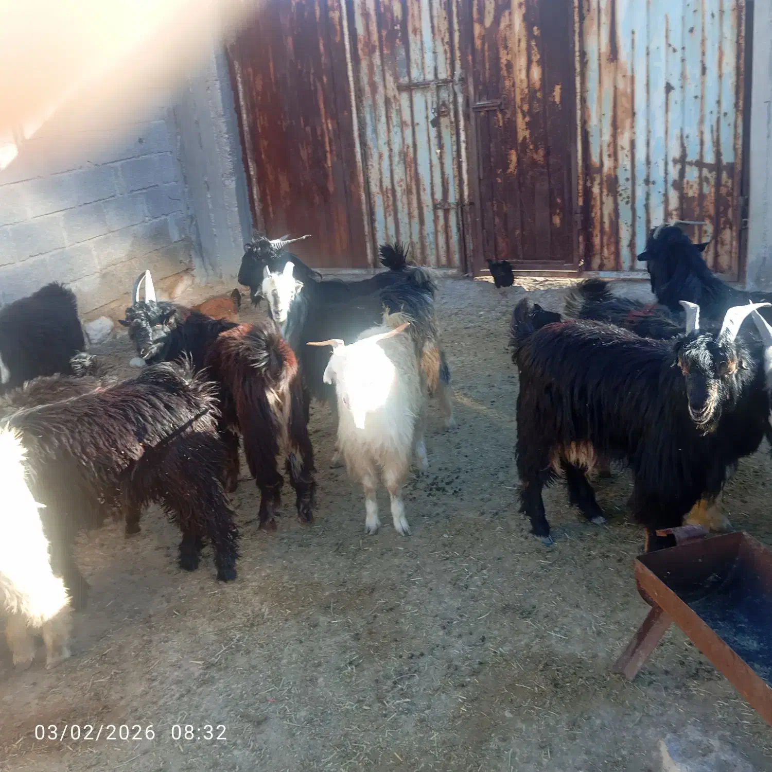 کهره‌چاق|حیوانات مزرعه|جم, |دیوار