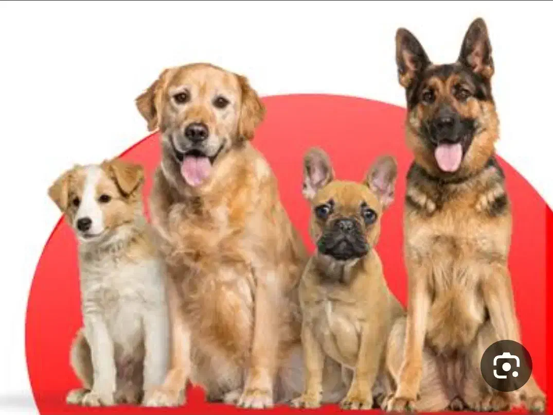 سگ پیدا شده|حیوانات|ارومیه, |دیوار